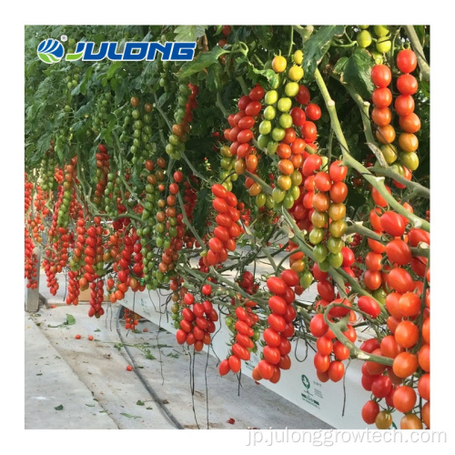 マルチスパンフィルムグリーンハウストマト水耕栽培温室